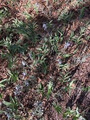 Mertensia lanceolata