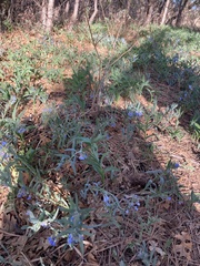 Mertensia lanceolata