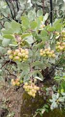 Arctostaphylos mewukka