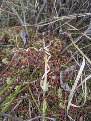 Carex chordorrhiza