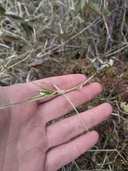 Carex chordorrhiza
