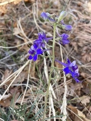 Delphinium nuttallianum