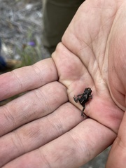 Pseudophryne guentheri