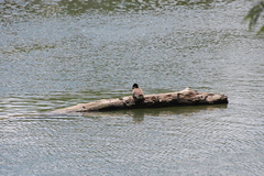 Branta canadensis