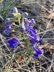 Delphinium nuttallianum