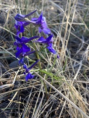 Delphinium nuttallianum