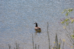Branta canadensis