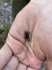 Pseudophryne guentheri