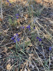 Delphinium nuttallianum
