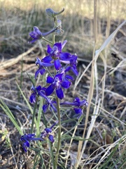 Delphinium nuttallianum