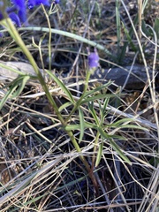 Delphinium nuttallianum