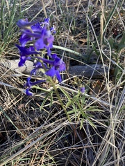 Delphinium nuttallianum