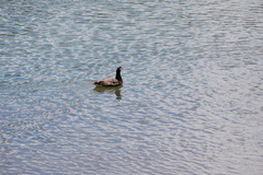 Branta canadensis