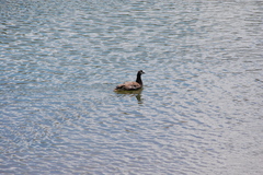 Branta canadensis