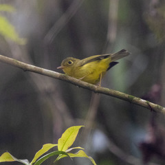 Phylloscopus burkii