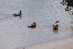 Branta canadensis