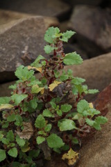 Forsskaolea