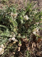 Astragalus parryi