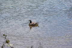 Branta canadensis