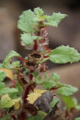 Forsskaolea