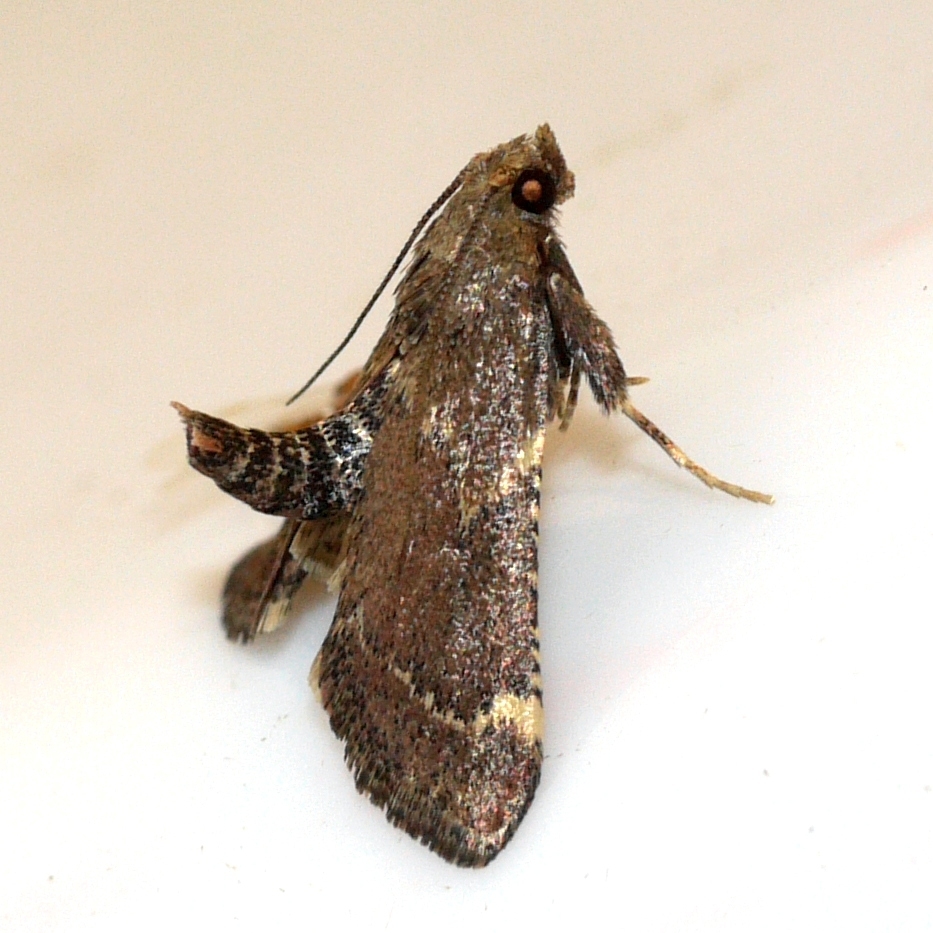 Red-shawled Moth