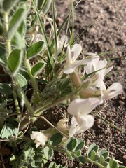 Astragalus parryi