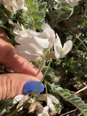 Astragalus parryi