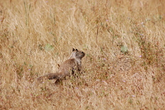 Otospermophilus beecheyi