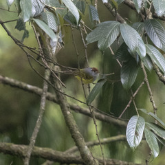 Phylloscopus castaniceps