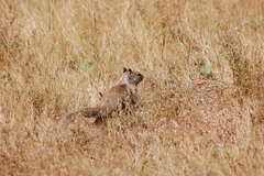 Otospermophilus beecheyi