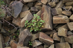 Forsskaolea