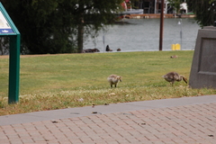Branta canadensis