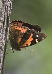 Vanessa tameamea