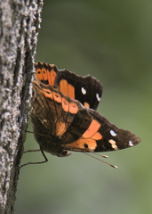 Vanessa tameamea
