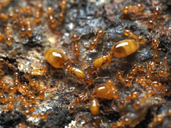 Solenopsis carolinensis