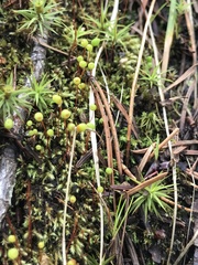 Philonotis capillaris