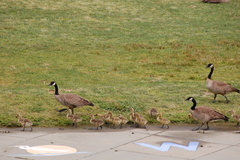 Branta canadensis