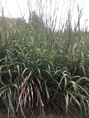 Tripsacum dactyloides