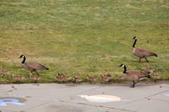 Branta canadensis