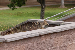 Sciurus carolinensis