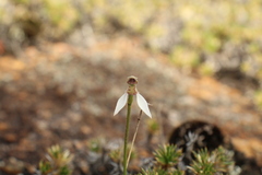 Eriochilus pulchellus
