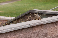 Sciurus carolinensis