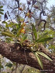Encyclia rodolfoi