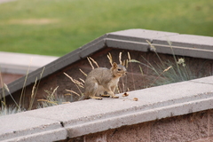 Sciurus carolinensis