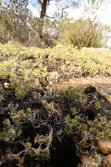 Eriochilus pulchellus