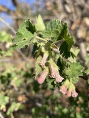 Ribes cereum