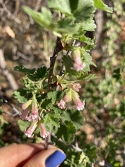 Ribes cereum