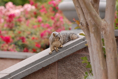 Sciurus carolinensis