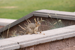 Sciurus carolinensis