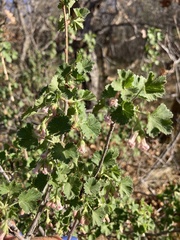 Ribes cereum